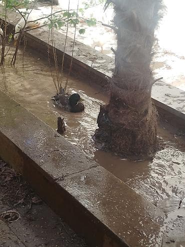 tap.az toyuqlar: Dişi, Yumurtalıq — 6