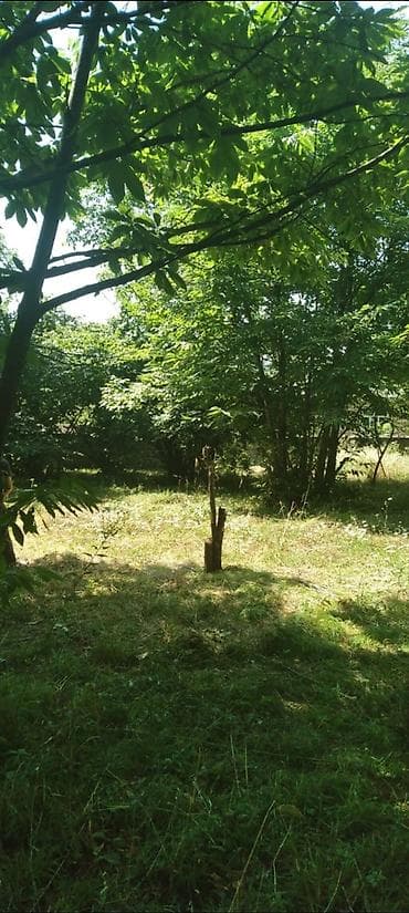 Tikinti lalafo.az -da Tikinti