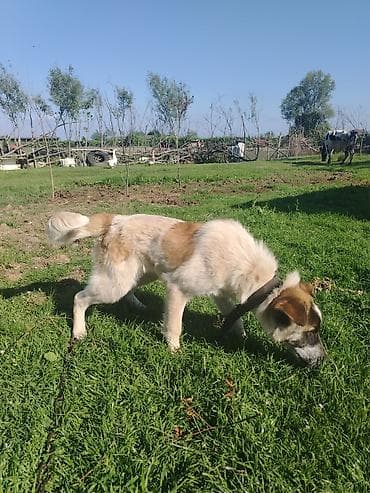 coban iti haqqinda melumat: 4 ay, Erkek, Cütləşmə üçün, Ünvandan götürmə — 4