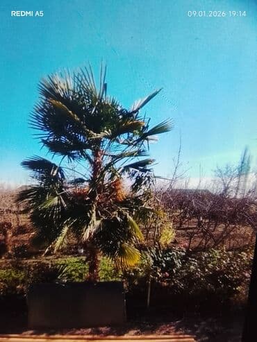 Mercedes-Benz: Decorativ palma ağacı – bağ və həyətlər üçün ekzotik landşafisi — 1