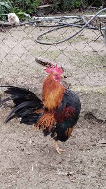 Buna uyğun kimdə fərə varsa yazsın