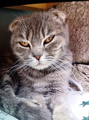shotland pisiyi: Şotland, Dişi, Cütləşmə üçün, Pulsuz çatdırılma — 3