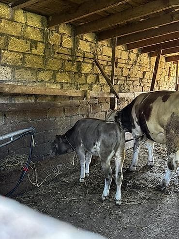 Рогатый скот: 3 aylıq təmiz şarole cins erkək danadır. Süddən yeni çıxıb. Ot,yem — 5