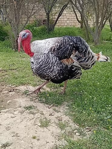 Сельхоз птицы: Самец, Для разведения — 5