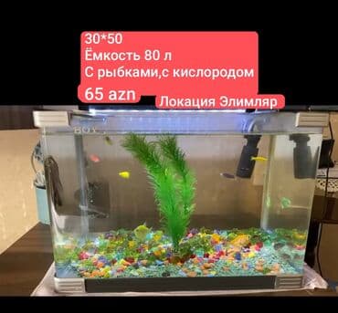 red bull soyuducu: Dördbucaq akvarium, Balıqlarla birlikdə, 80 l, Ünvandan götürmə — 1