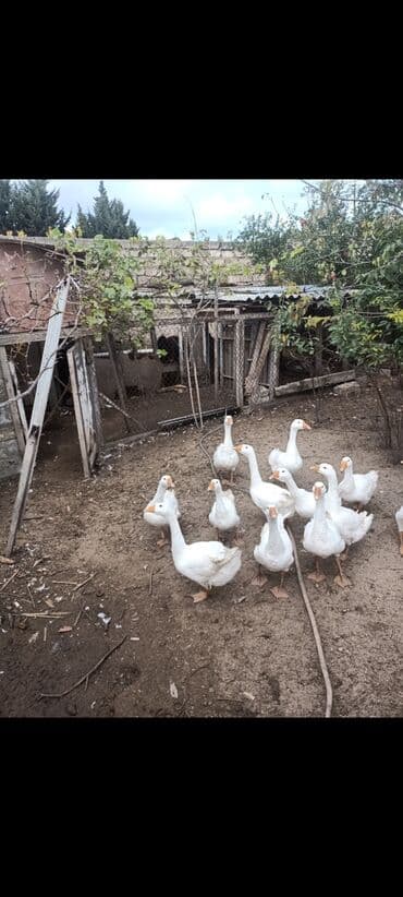 qu quşu və çöl qazı: Ağ qanadlı qaz sürüsü - Növ: Ağ ev qəzləri (yerli) - Şəkillərdə — 4