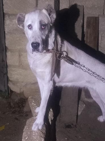 İtlər: Qurdbasar, Dişi — 2