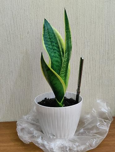 Sansevieria (Qayınana dili) dibçəkdə ​Sansevieria otaq bitkisi