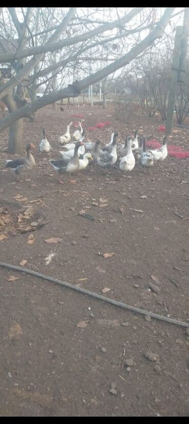 Akvariumlar: Ördəklər — 1