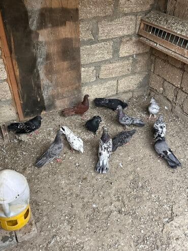 etibarli əllərə verilir: Saglam ve problemsiz heyvanlar tutulma ve tergitme . İcinde cütderde — 1