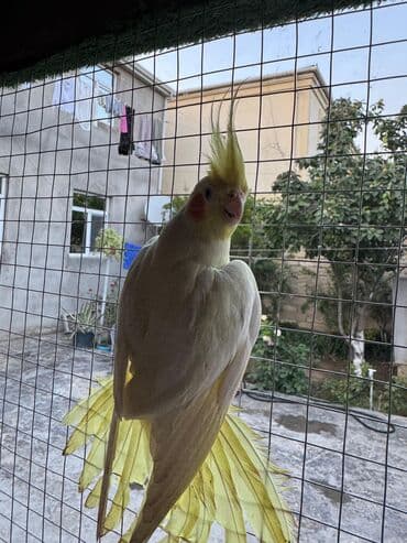 dovşan yuvaları: Karella korella tutuquşu papuqay hazir Quşlar tək tək 50 Azn — 2