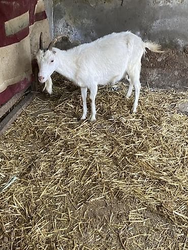 Собаки: Saneen 1 qarin dogub her gun 1 litr sud sagilir balasizdi — 1