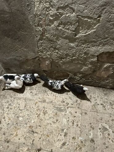 Kom 10
Manatdan tek tek ayri qiymetdi