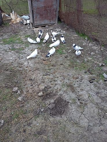 naxcivan it elanlari: Məhsul: Göyərçinlər (ağ və qara naxışlı) Təsvir: - Ağ rəng üstünlük — 2