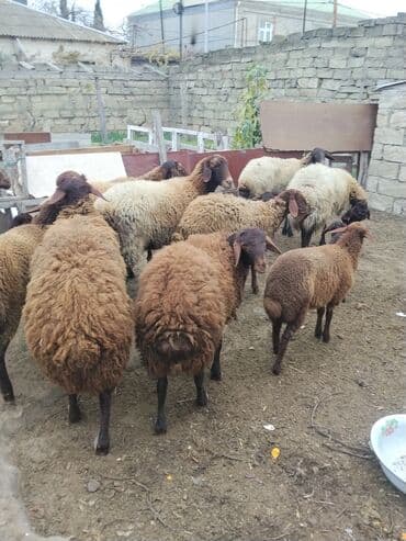 bmw 3 серия 328xi at: Erkək, Qala, il: 1, 70 kq — 8