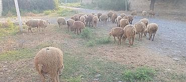 34 baş quzu satilir ünvan Ağsu.
istəyən olsa video su var lalafo.az -da 34 baş quzu satilir ünvan Ağsu.
istəyən olsa video su var