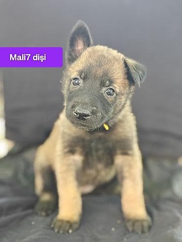 itler haski: Belçika çoban iti, 1 ay, Erkek — 7