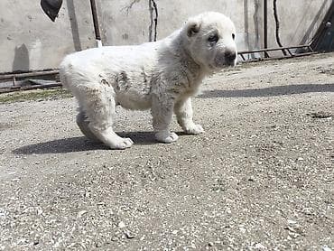 Птицы: Алабай, 1 месяц, Самец, Платная доставка — 2