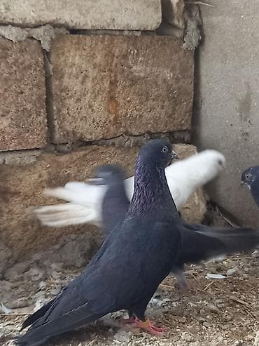 papuqay type 1: Peçat kömürü qara erkey — 1