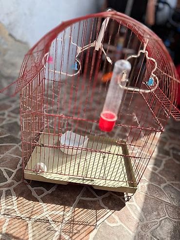 cuce satisi 2019: Herbir seyi var — 1