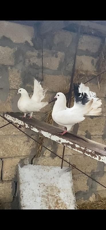 Hazır cüt pavlinlər satılır cütü 20 azn lalafo.az -da Hazır cüt pavlinlər satılır cütü 20 azn