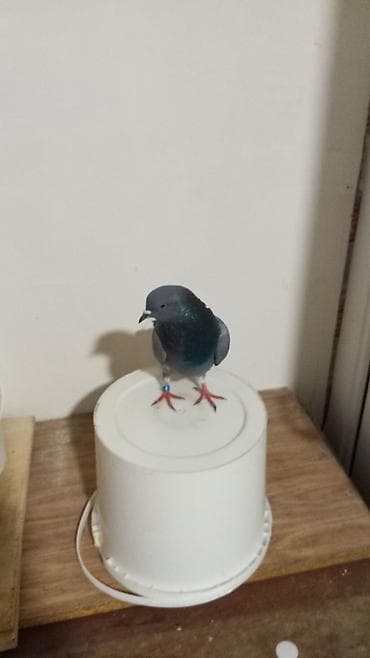 сад: Фигура, Пластик, цвет - Серый — 2