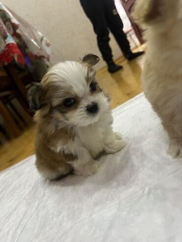 Mərmər effektli PVC panellər: Shi-tsu — 1