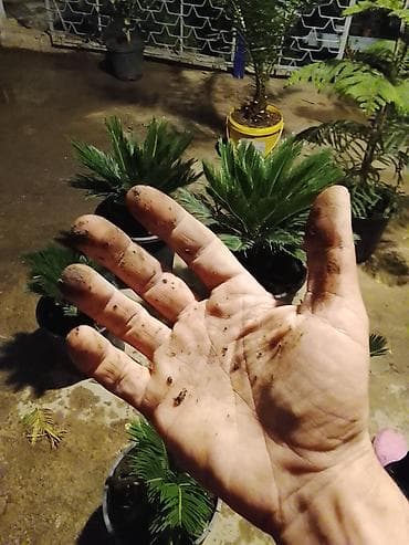 su şlanklari: Egzotik palma və dekorativ sukulent bitkiləri - Nolina (Elephant — 2