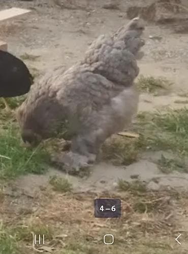 Ördəklər: Toyuq, Brama, Damazlıq — 2