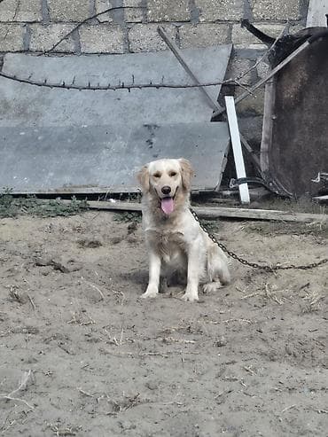 Digər heyvanlar: Retriever — 1