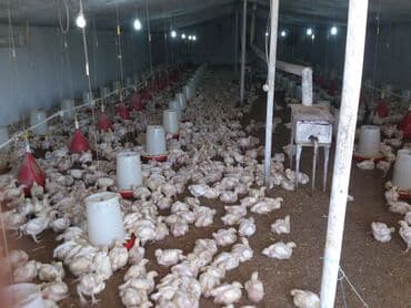 pirşağı torpağ: 10 sot, Biznes üçün, Mülkiyyətçi, Kupça (Çıxarış) — 9