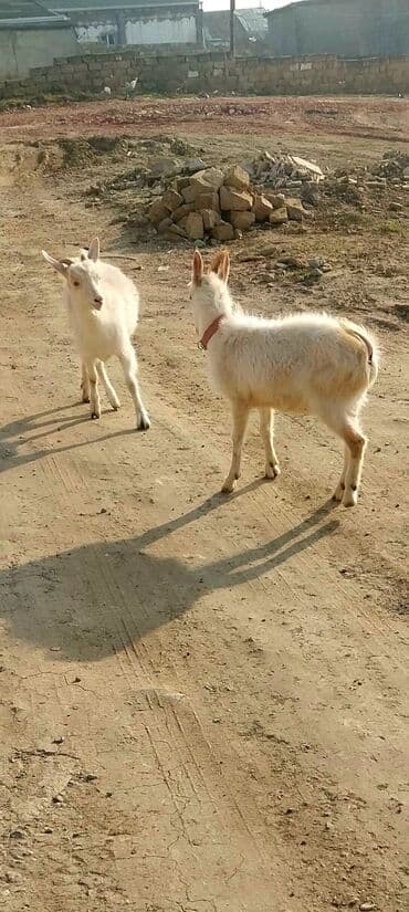 Ağ sanin iki gənc keçi reyal alıcıya endirim olacaq - Cinsi: sanen