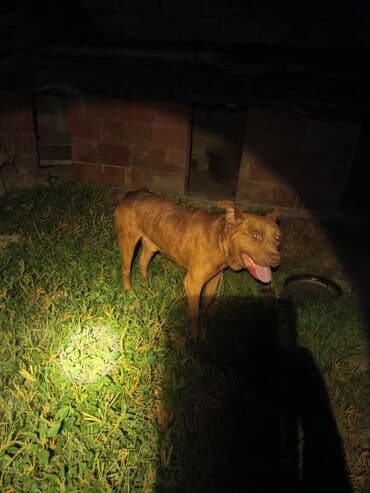 layka iti: Pitbul, 3 il, Erkek, Peyvəndli, Ünvandan götürmə — 5