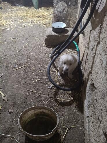 доберман цена в баку: Ağ rəngli, balaca it balası. ana və atası bizim həyətdədir. bir bala — 6