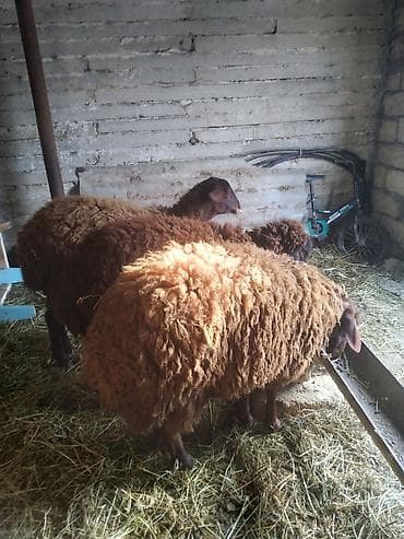 Птицы: Qoyunlar – Azərbaycanda yerli cins, qəhvəyi rəngdə, uzun yunlu Məhsul — 1