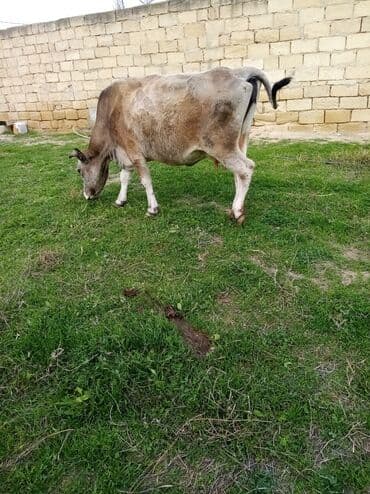 inek fermasi: Salam südverən İNƏK. 6.7 LİTİR SÜD VERİR YAĞLI SÜDÜ VAR DİŞlİ CAVAN — 7