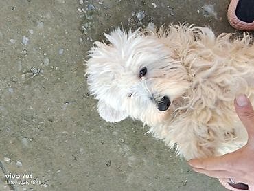 it adlari azeri: Erkek, Peyvəndli — 3