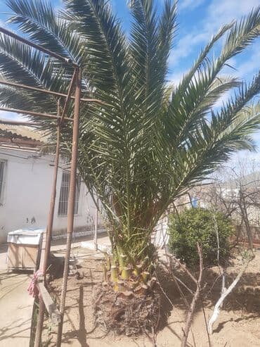 finik: Finiki maştağadadi ağac — 4