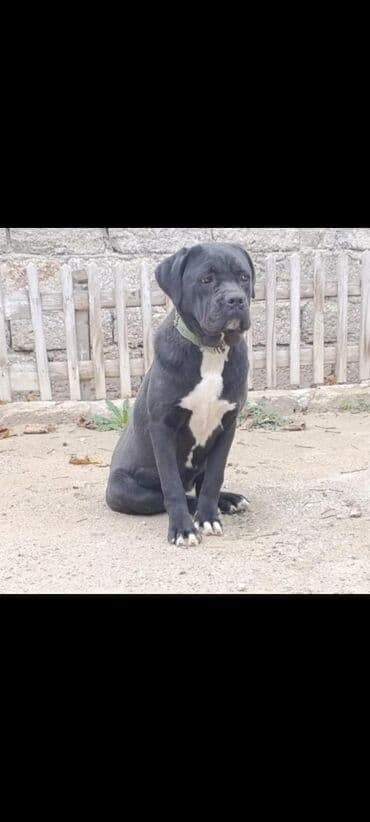 кане корсо цена: Kane-Korso, 1 ay, Sənədli, Ünvandan götürmə, Pulsuz çatdırılma, Ödənişli çatdırılma — 6