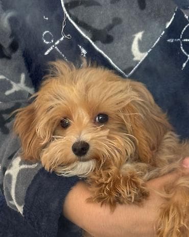 ит мурун: 3 месяца, Самка, С прививками, Самовывоз — 10