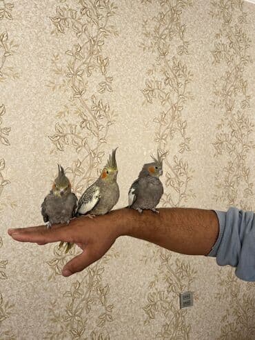 sirin itler: 1 erkək 1 dişi qəfəslə birlikdə verilir su qabı yem qabı hamısı — 3