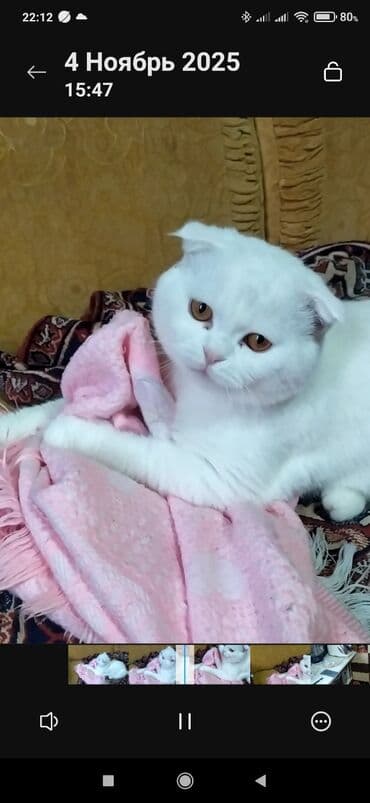 pişik sortlari: 1yasi var erkekdi — 1