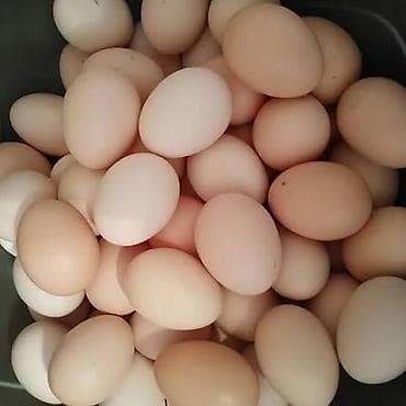 🥚 GÜNLÜK TƏZƏ KƏND YUMURTASI SATILIR! 🥚 Qarağan Şıxlar kəndində