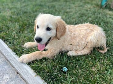 golden retriever qiyməti: Retriever, 2 ay, Erkek — 5