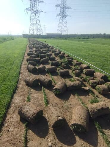 suni qazon qiyməti: Rulon qazon - Peşəkar qazon plantasiyasından kəsilib rulon halında — 11