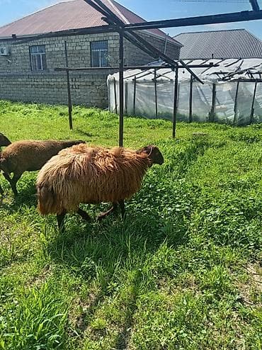 qoyun heyvan: Qoyun – yerli növ, uzun yunu və sağlam bədən quruluşu ilə. - Rəng — 3