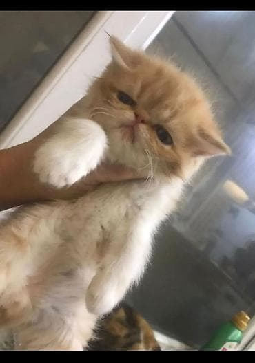 yarasa sekilleri: Tabbi — 4