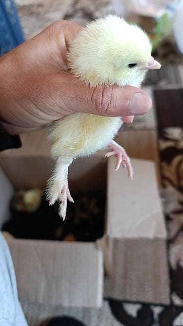 ev itleri balaca: Xarkovlider Brama,ordek pkn, yasilbas ordekyerli sort cuceler — 4