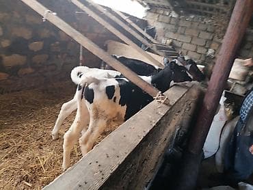 kök dana: Salam buzovlari satiram 2 si erkey 1 ri disi tam saglam heyvanlardi — 3