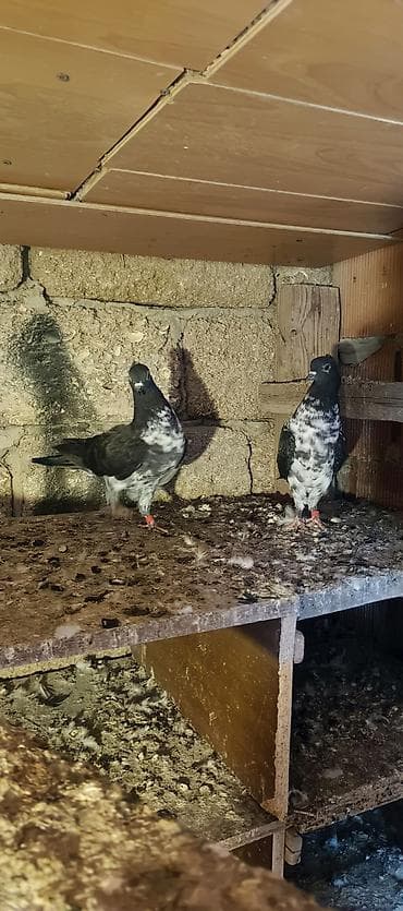 Tay balalar anaları qoşa saat uçub ataları uçurtmamışam təmiz qan lalafo.az -da Tay balalar anaları qoşa saat uçub ataları uçurtmamışam təmiz qan
